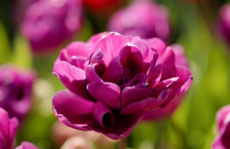 Tulipa 'Purple Jacket' (Doppelspäte Tulpe)